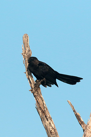 Smooth-billed Ani